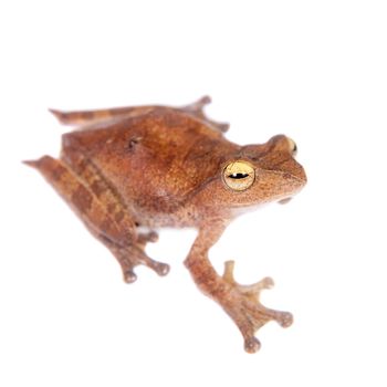 Rhacophorus robertingeri, rare species of flying tree frog, isolated on white background