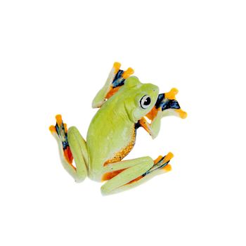 Reinwardt's flying tree frog, Rhacophorus reinwardtii, isolated on white