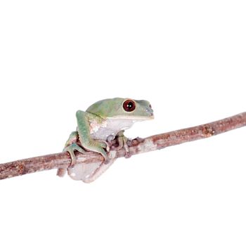 Tarsier Monkey Frog, Phyllomedusa tarsius, isolated on white backgroun