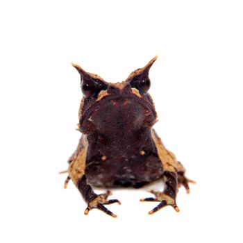 The long-nosed horned frog, Megophrys nasuta, isolated on white background