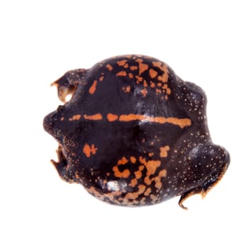 The Mexican burrowing toad, Rhinophrynus dorsalis, isolated on white background