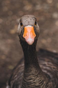 Duck in Hyde Park, London. High quality photo