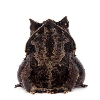 The long-nosed horned frog, Megophrys nasuta, isolated on white background