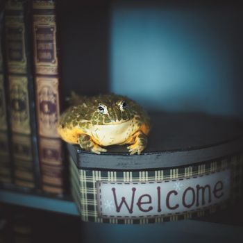The African bullfrog, Pyxicephalus adspersus, sitting on a box with books