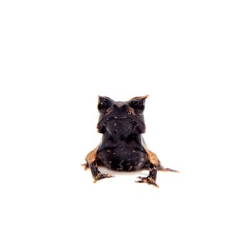 The long-nosed horned frog, Megophrys nasuta, isolated on white background