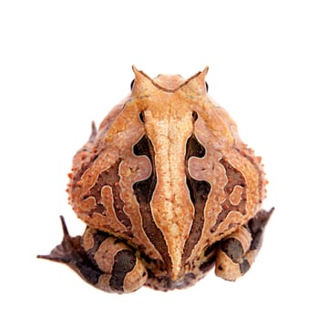 The Surinam horned frog, Ceratophrys cornuta, isolated on white background