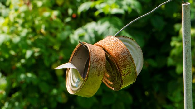 Close-up of two old used rusty cans hanging on a wire in a vegetable garden to make noise and scare away birds. Metal cans on a green background of vegetation.