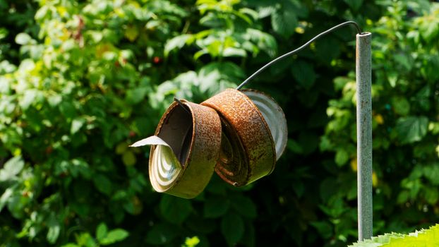 Two old open rusty used cans hang on a wire in a vegetable garden to make noise and scare away birds.