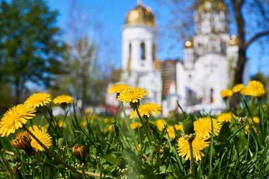 a building used for public Christian worship. White church with golden domes and yellow spring dandelions.