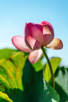 A pink lotus flower sways in the wind. Against the background of their green leaves. Lotus field on the lake in natural environment