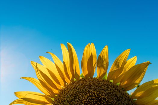 Half of a sunflower flower against a blue sky. The sun shines through the yellow petals. Agricultural cultivation of sunflower for cooking oil