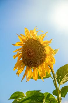 beautiful sunflower in the field.