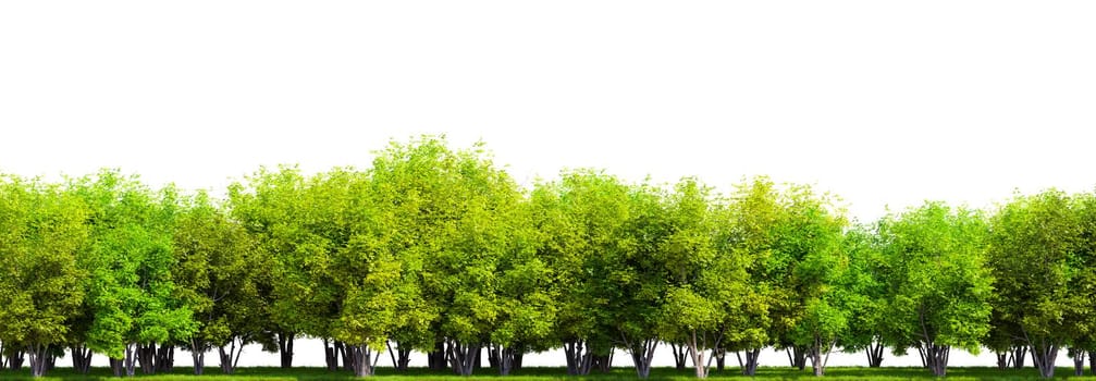 Row of trees isolated on white background. 3D rendering illustration.