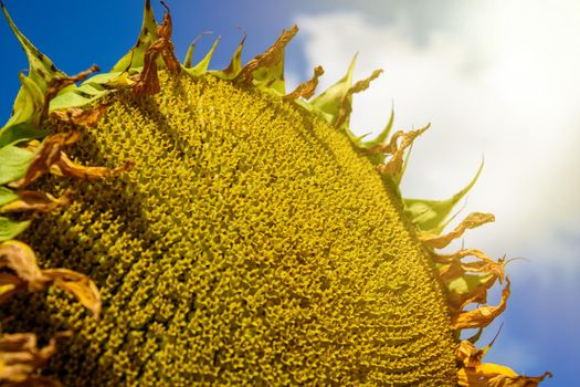 sunflower seeds on the background of the sky.