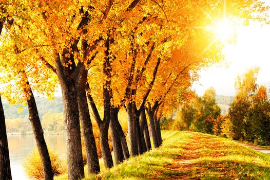 Beautiful autumn background with yellow and red leaves.