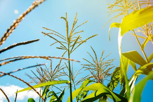 corn leaves and seeds in the field.