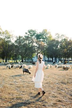 Girl in a straw hat walks across a lawn with grazing sheep. Back view. High quality photo