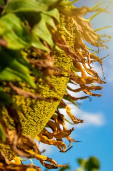 a close-up of a sunflower against a blue sky.