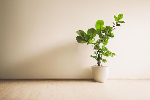 White empty room with plant. Room interior 3d illustration.
