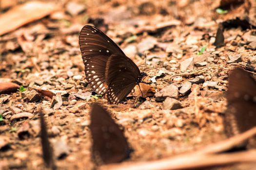 Butterflies insect flying around the salt in nature environment forest. Animal wildlife nature background.