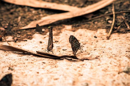 Butterflies insect flying around the salt in nature environment forest. Animal wildlife nature background.