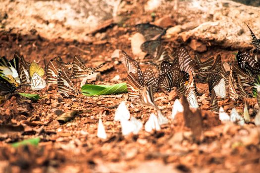 Butterflies insect flying around the salt in nature environment forest
