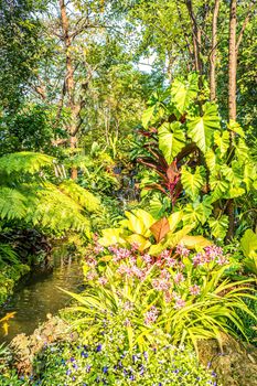 Green nature of Fern and trees in tropical garden nature background.