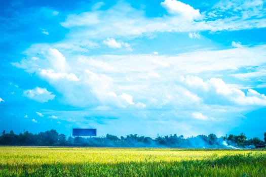 Green rice field. Environment Nature Plant Spring Summer.  Rural scene