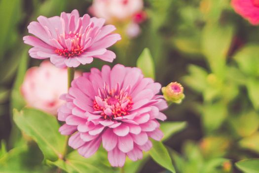 pink calendula pink flower plant over blur bokeh nature background blossom in summer season.