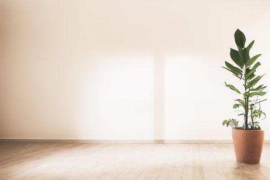 White empty room with plant. Room interior 3d illustration.