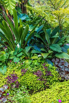 Green nature of Fern and trees in tropical garden nature background.