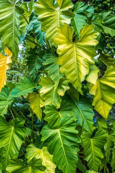 Green nature of Fern and trees in tropical garden nature background.