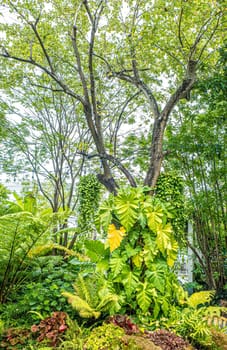 Green nature of Fern and trees in tropical garden decoration, garden nature background.