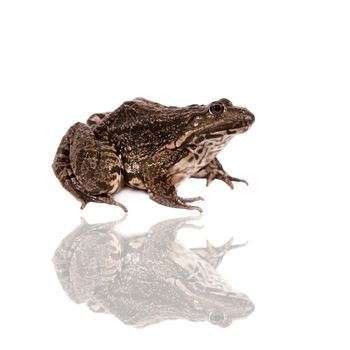 Marsh Frog isolated on white background, Pelophylax ridibundus