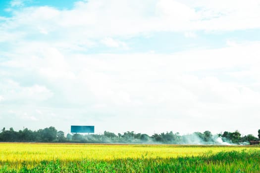 Green rice field. Environment Nature Plant Spring Summer.  Rural scene