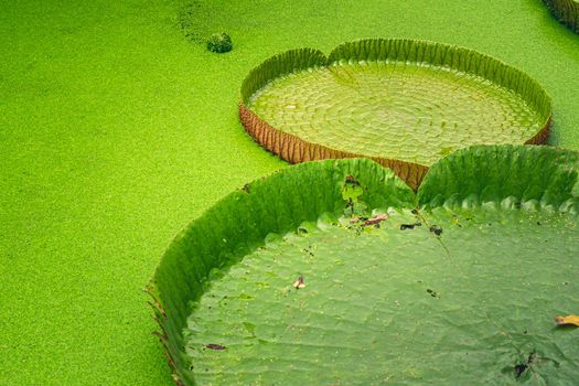 Close up nature details of Giant Amazon water lily Victoria amazonica