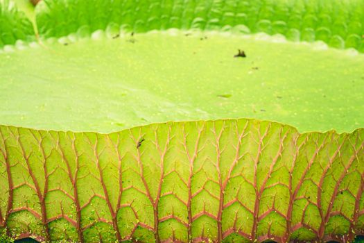 Close up nature details of Giant Amazon water lily Victoria amazonica