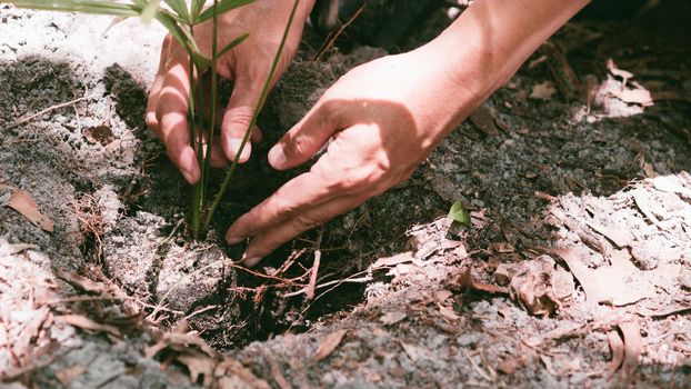 Plant in Hands. Ecology concept. Nature Background planting tree for save the world earth.