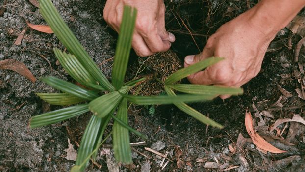Plant in Hands. Ecology concept. Nature Background planting tree for save the world earth.