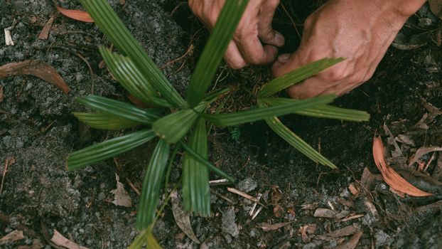 Plant in Hands. Ecology concept. Nature Background planting tree for save the world earth.