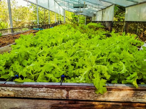 Hydroponic greenhouse Lettuce agriculture farm. rows of young  plants growing