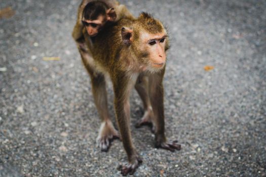 Mom Monkey carry her baby on her back cross the street