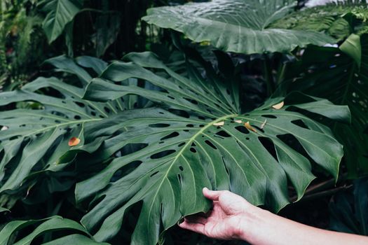 hand hold giant Monstera leaf tropical forest garden nature background.