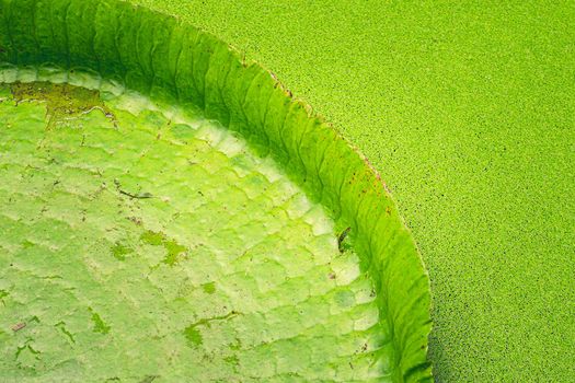 Close up nature details of Giant Amazon water lily Victoria amazonica