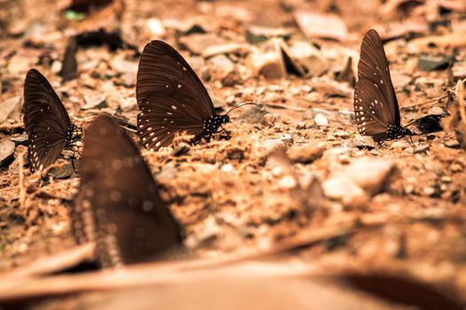 Butterflies insect flying around the salt in nature environment forest. Animal wildlife nature background.