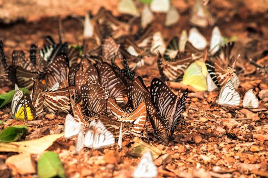 Butterflies insect flying around the salt in nature environment forest. Animal wildlife nature background.