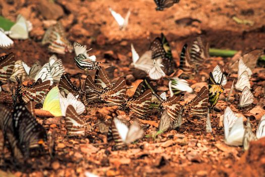Butterflies insect flying around the salt in nature environment forest. Animal wildlife nature background.