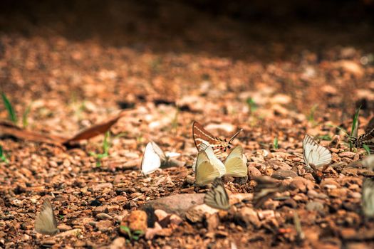 Butterflies insect flying around the salt in nature environment forest. Animal wildlife nature background.