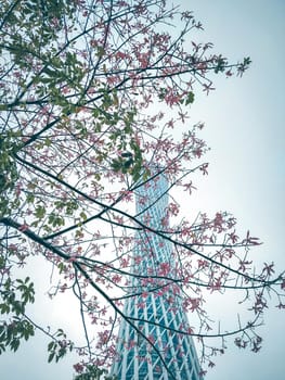 Architecture landmark Canton Tower is located at an intersection of Guangzhou New City Central Axis and Pearl River