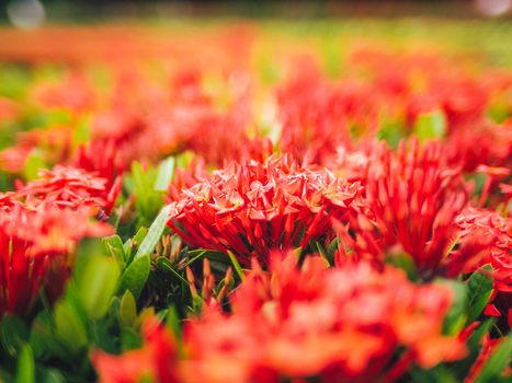 Ixora red beautiful flower. abstract love or valentine holiday event background